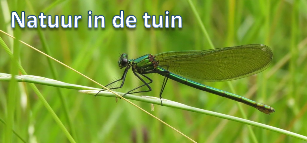 Natuur in de tuin